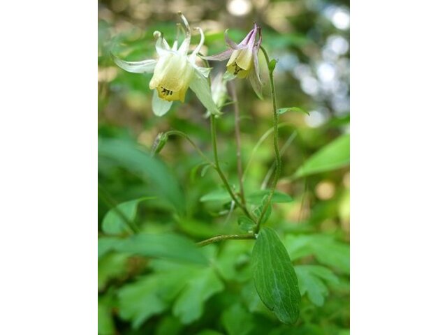 キバナノヤマオダマキ | Aquilegia buergeriana var. buergeriana f