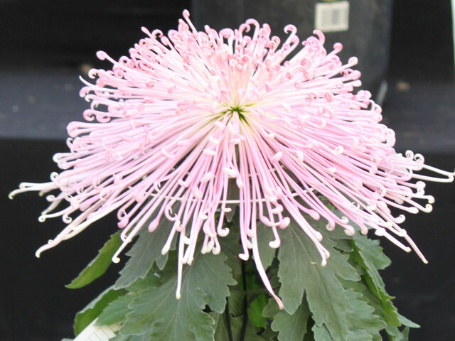 Fukusuke kudamono (florists’ daisy )