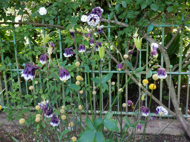 Aquilegia vulgaris 'Tower series'