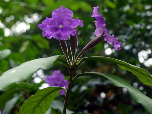 Tecomabrunfersia paukikhlora 'excimer' 