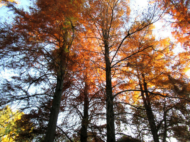 Bald cypress