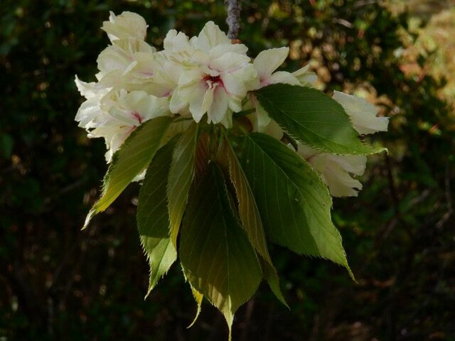 桜シリーズ28 鬱金桜 かぎけん花図鑑