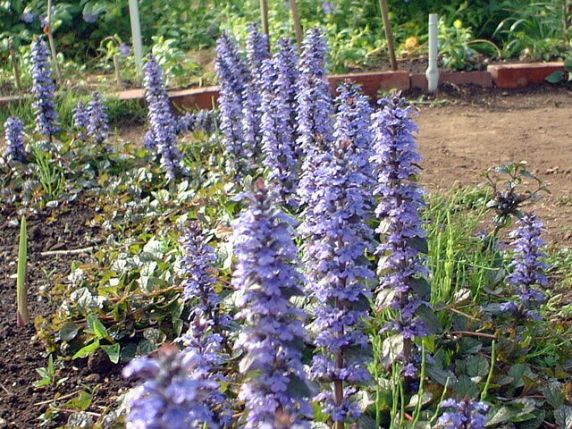 Ajuga