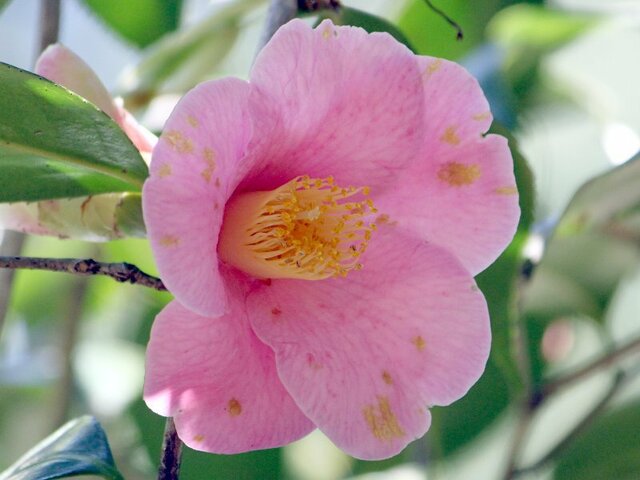Camellia Tosauraku
