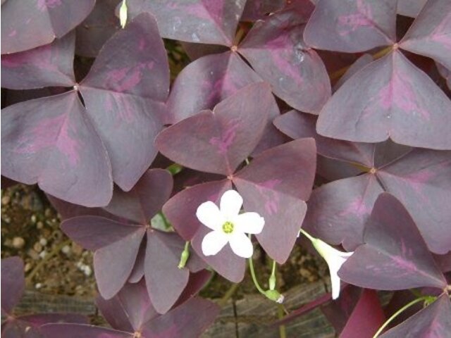 オキザリス トライアングラリス Oxalis Triangularis かぎけん花図鑑