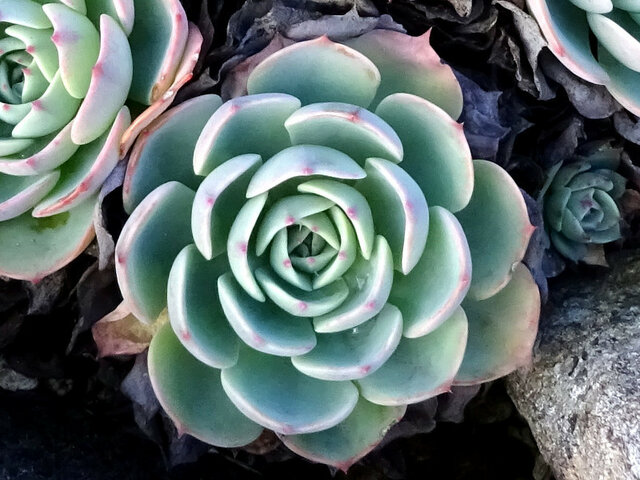 Echeveria secunda