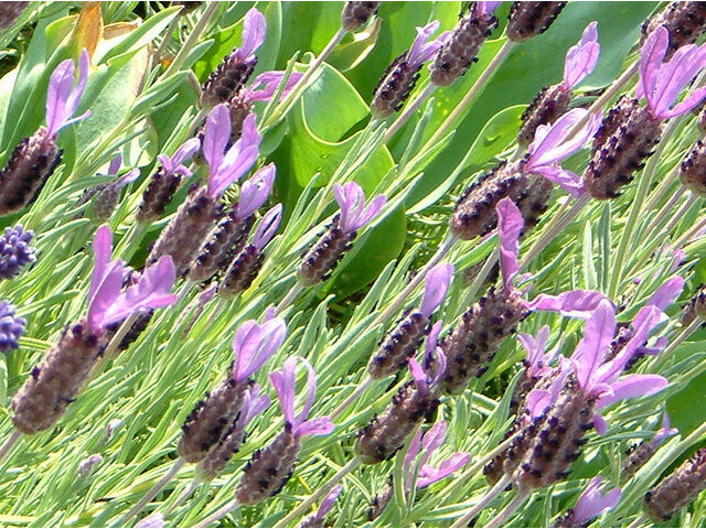 Lavandula stoechas