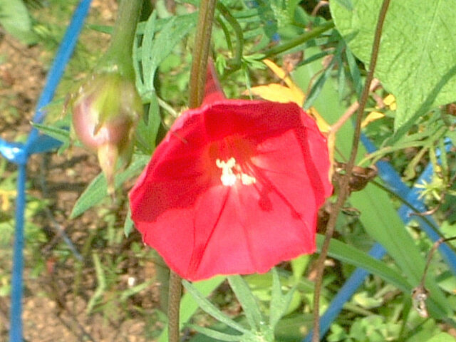 Ipomoea × multifida