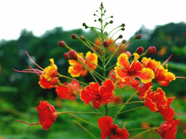 Peacock flower