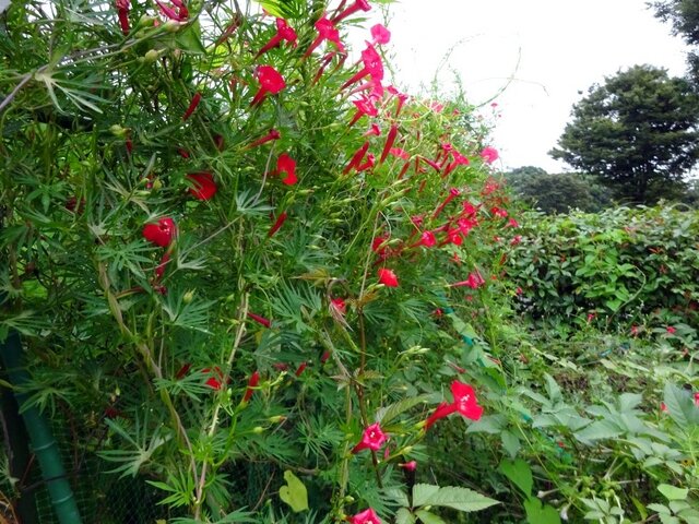 Ipomoea × multifida