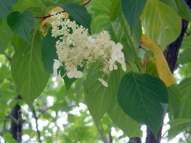 Hydrangea paniculata 