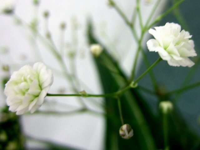 Gypsophila