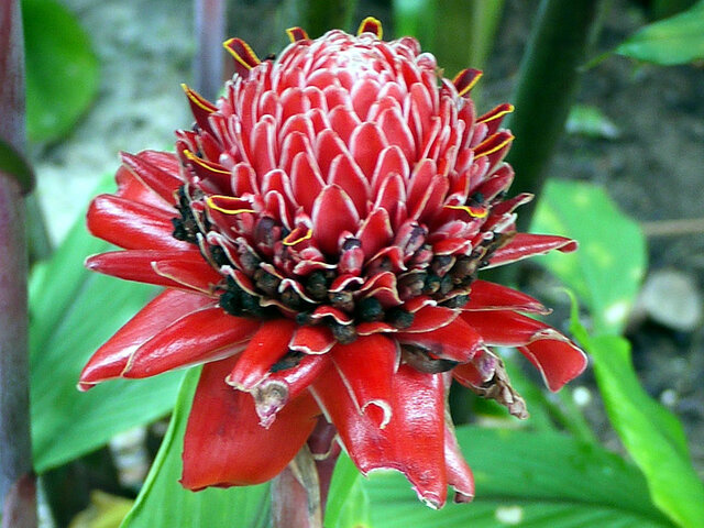 Torch Ginger 