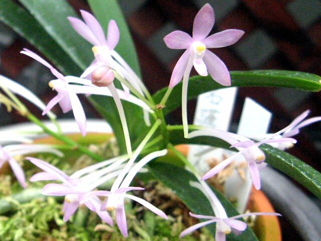 Orchid Nago