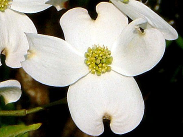 Flowering dogwood