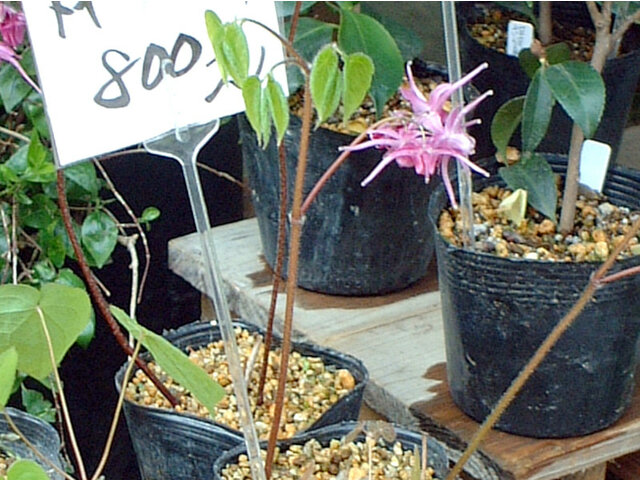 Epimedium semperuirens