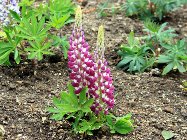 誕生花 5月31日 かぎけん花図鑑