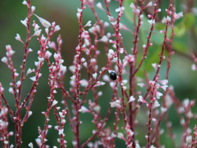 Japanese knotweed