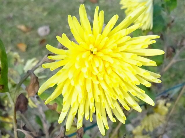 Chrysanthemum 'Aboukyu'