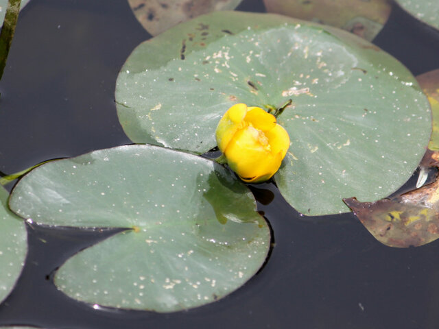 Nuphar subintegerrimum