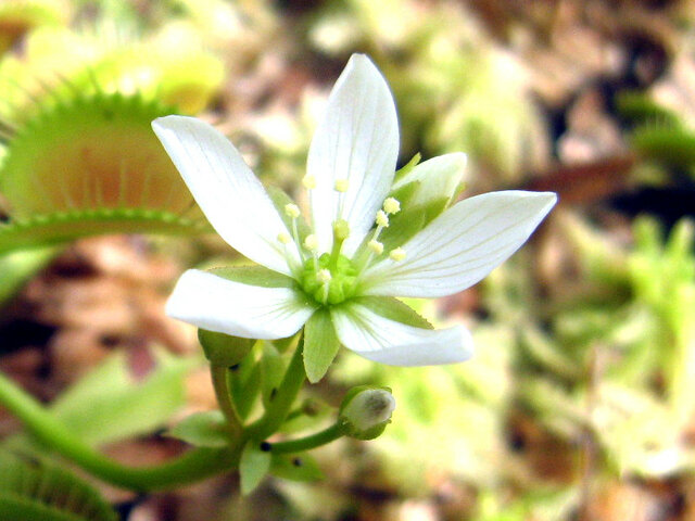 Dionaea muscipula