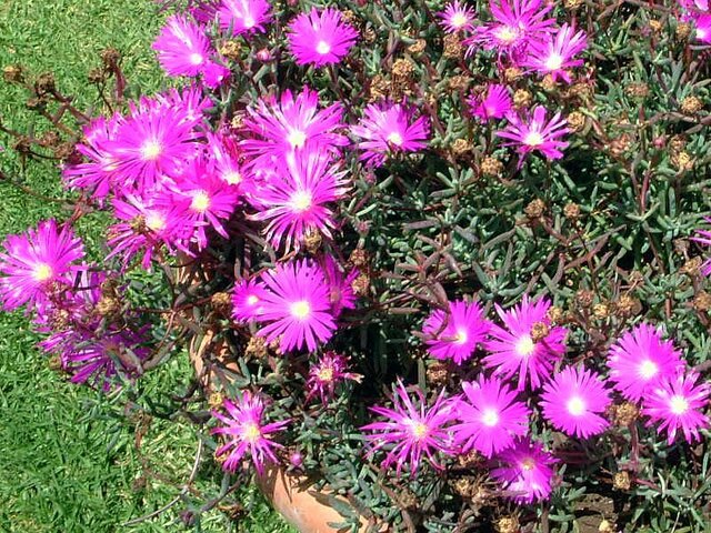 11月5日の誕生花 松葉菊 松葉牡丹 オンシジウム 科技研花图画书