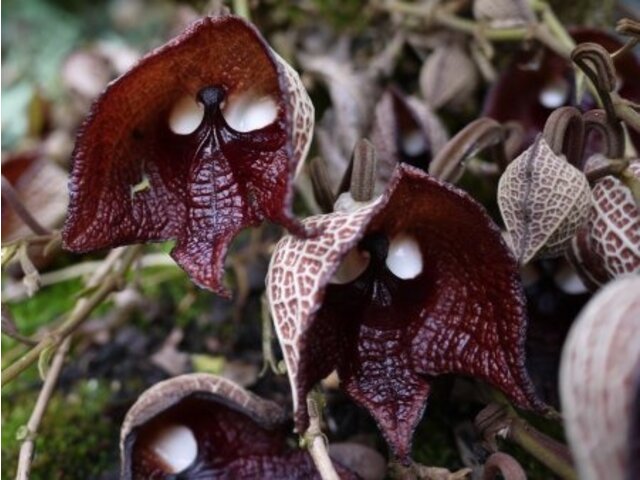 Aristolochia salvadorensis