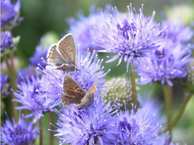 Jasione perennis