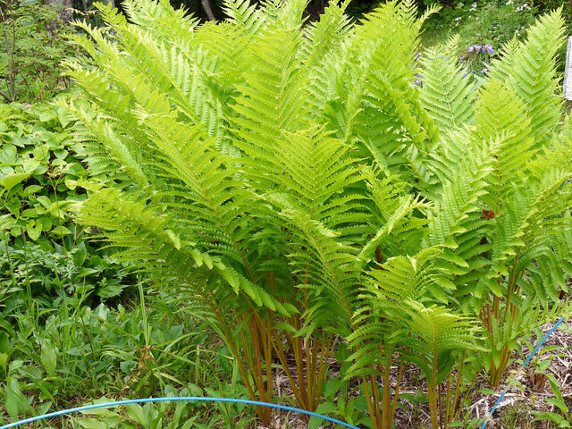 Cinnamon fern