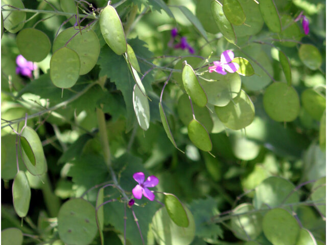 Lunaria annua