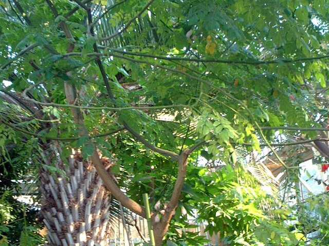 雨树 | Samanea saman | 科技研花图画书