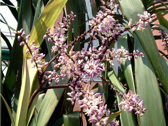 Cordyline stricta