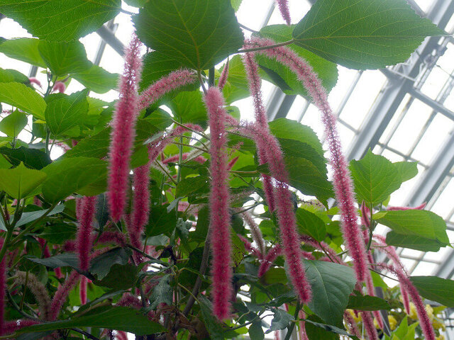 Chenille plant