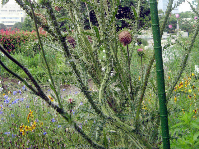 Silybum marianum