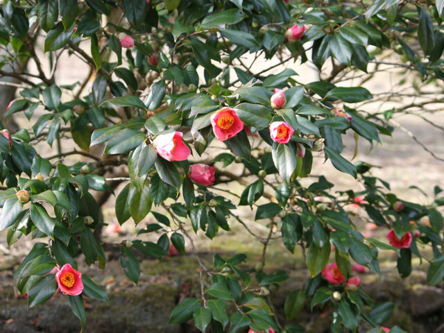 Camellia Koshinobenishidare