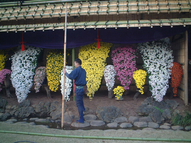 Kengai chrysanthemum
