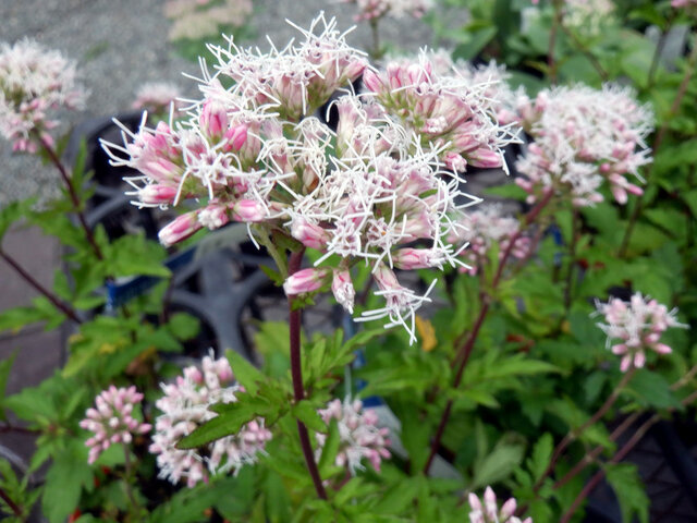 Eupatorium laciatum