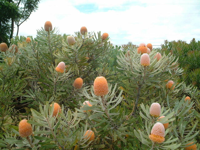 Banksia integrifolia