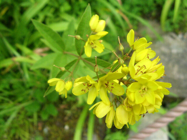 yellow loosestrife