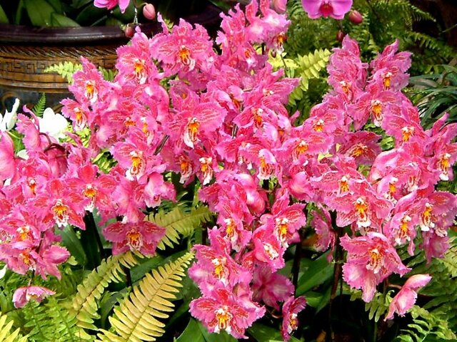 Odontoglossum