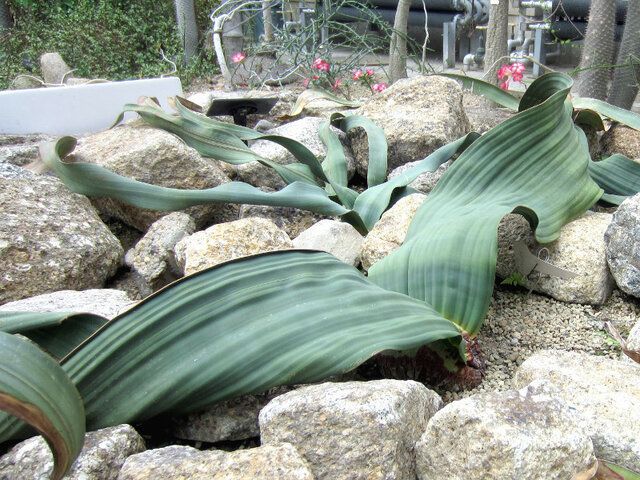 Welwitschia mirabilis 