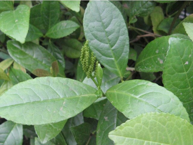 Chloranthus spicatus