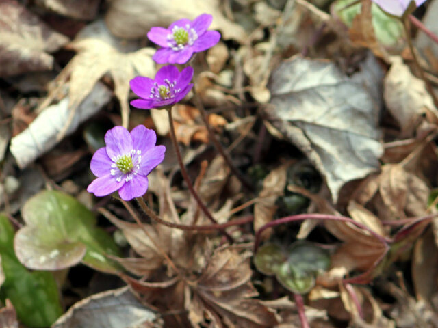 Hepatica nobilis var.japonica form.magna