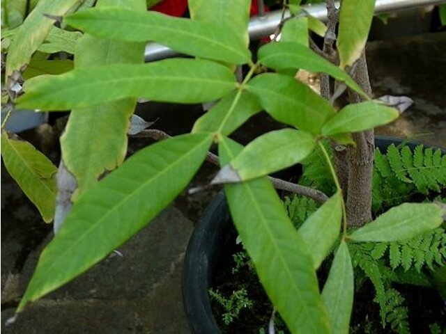 Ashoka Tree Saraca Indica L Flower Database 4384