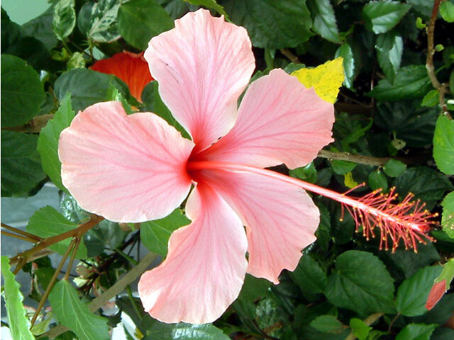 Hibiscus 