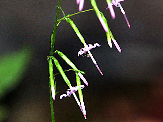 Diaspananthus uniflorus