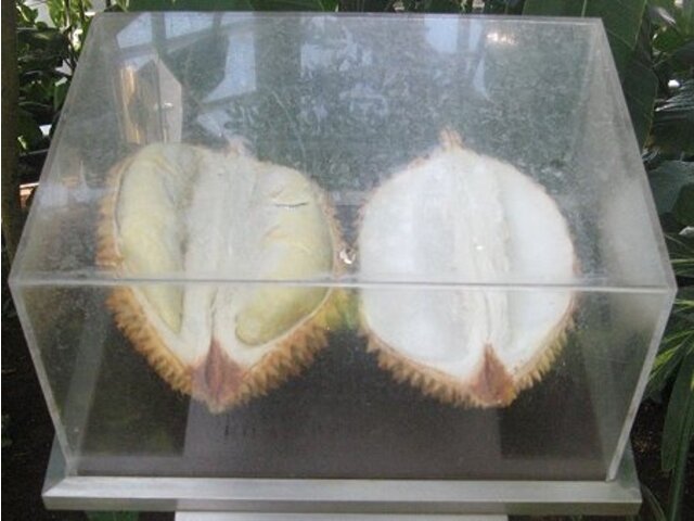 ドリアン Durio Zibethinus かぎけん花図鑑