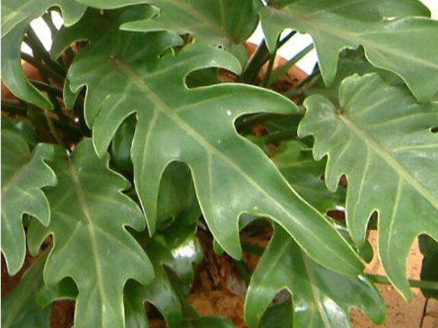Philodendron selloum	