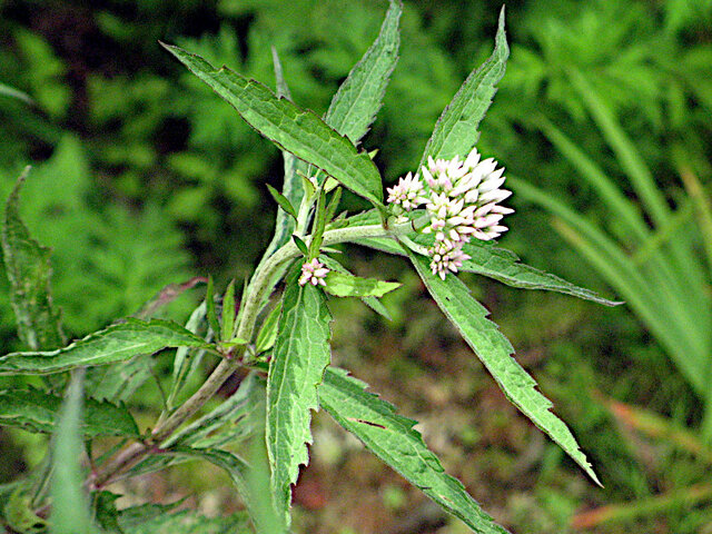 Eupatorium sachalinense