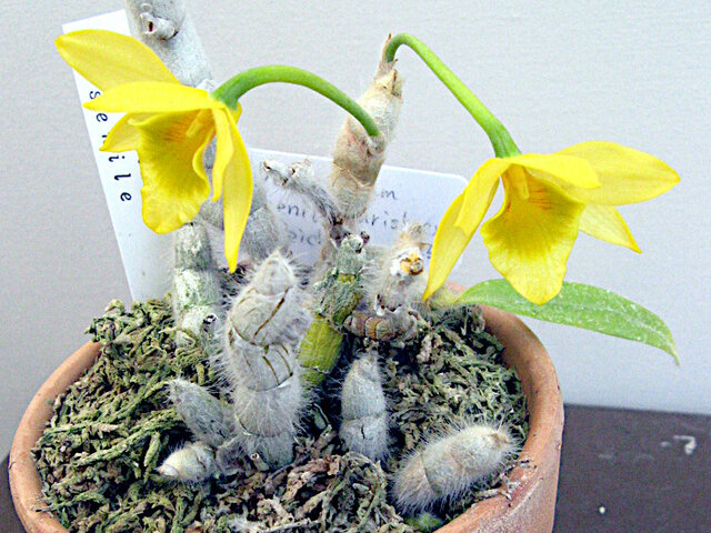 Dendrobium senile